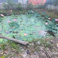 Bán đất vườn xã Bình Mỹ Củ Chi, vị trí đẹp cách Đường Vành Đai 3 Chỉ 1km, đường xe tải